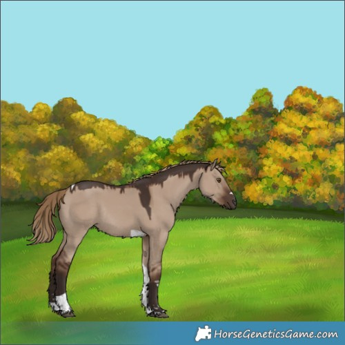 Horse Color:Liver Red Dun Tobiano Rabicano 
