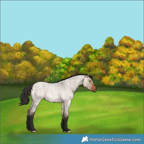 Horse Color:Brown Roan Dun Rabicano Brindle 