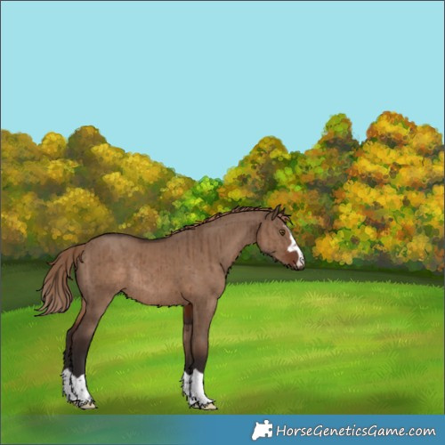 Horse Color:Liver Red Dun Rabicano Brindle 