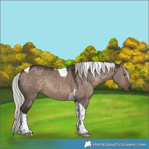 Horse Color:Silver Brown Dun Tobiano Rabicano 