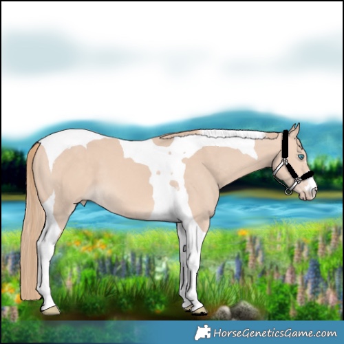 Horse Color:Perlino Tobiano 