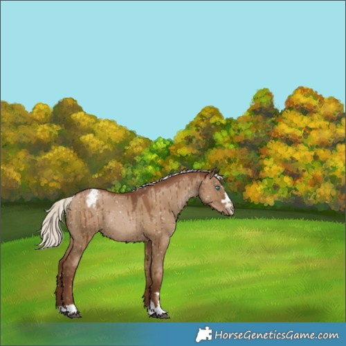 Horse Color:Gray Silver Grullo Pearl Snowflake Varnish Rabicano Brindle 