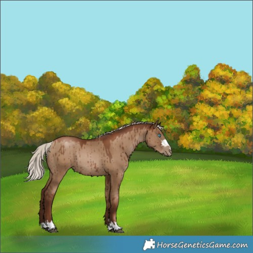 Horse Color:Gray Silver Grullo Pearl Rabicano Brindle 