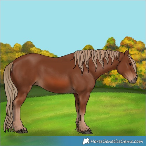 Horse Color:Chestnut 