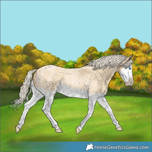Horse Color:Palomino Roan Splash