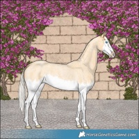 Horse Color:Palomino Roan Splash 
