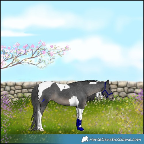 Horse Color:Black Tobiano Appaloosa 