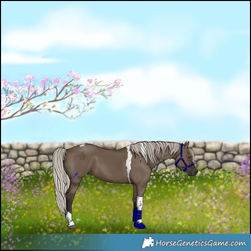 Horse Color:Gray Silver Grullo Tobiano