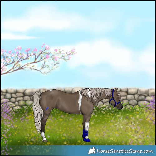 Horse Color:Gray Silver Grullo Tobiano 