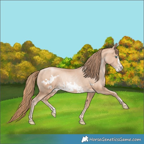 Horse Color:Gold Champagne Pearl Rabicano and Gold Champagne Pearl Frame Rabicano