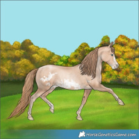 Horse Color:Gold Champagne Pearl Rabicano  and Gold Champagne Pearl Frame Rabicano 