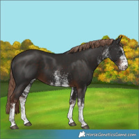 Horse Color:White Spotted Liver Chestnut 