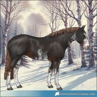 Horse Color:White Spotted Liver Chestnut 