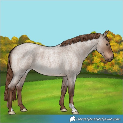 Horse Color:Liver Red Dun Roan