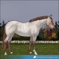 Horse Color:Liver Red Dun Roan 
