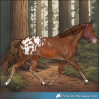 Horse Color:Chestnut Appaloosa 