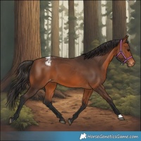 Horse Color:Bay Appaloosa