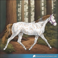 Horse Color:Chestnut Appaloosa 