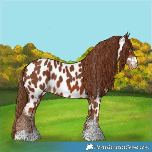Horse Color:Chestnut Appaloosa 