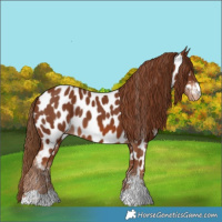Horse Color:Chestnut Near Leopard 