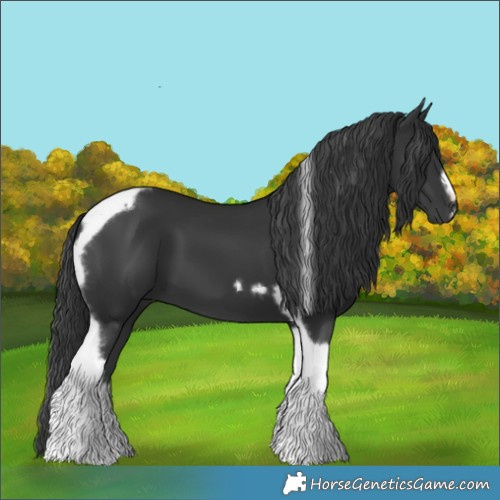 Horse Color:Black Tobiano Frame 