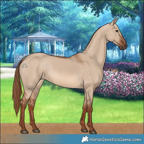 Horse Color:Red Dun 