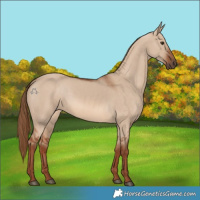 Horse Color:Red Dun 