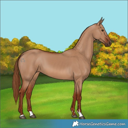 Horse Color:Red Dun 
