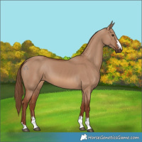 Horse Color:Red Dun 