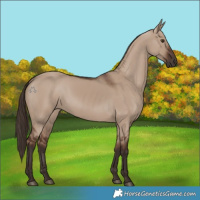 Horse Color:Liver Red Dun 