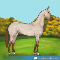 Horse Color:Red Dun Roan 