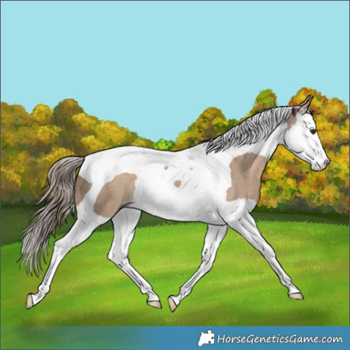 Horse Color:White Spotted Liver Red Dun Splash Tobiano