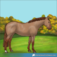 Horse Color:Red Dun