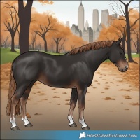 Horse Color:Liver Chestnut 