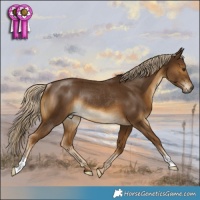 Horse Color:Chocolate Palomino Rabicano 