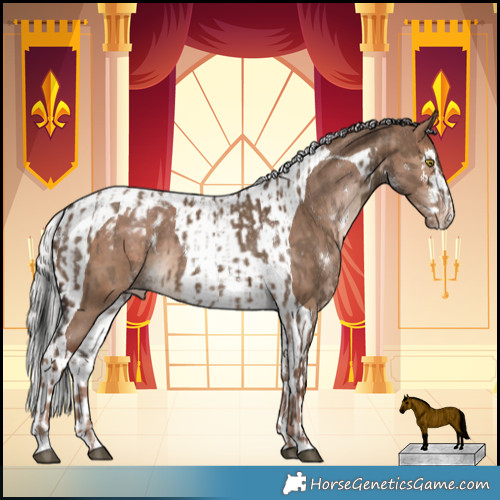 Horse Color:White Spotted Liver Red Dun Appaloosa  and White Spotted Silver Brown Dun Tobiano Appaloosa 