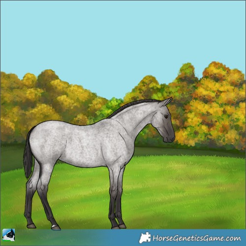 Horse Color:Smoky Grullo Roan 