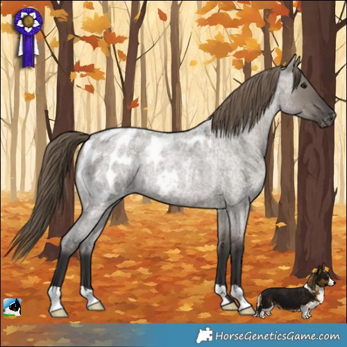 Horse Color:Smoky Grullo Roan Appaloosa