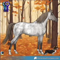 Horse Color:Smoky Grullo Roan Appaloosa 