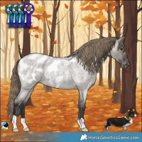 Horse Color:Smoky Grullo Roan Blanket 