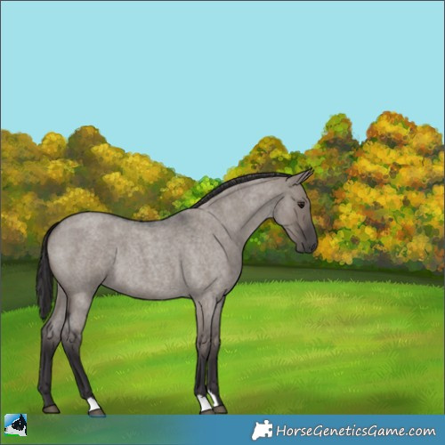 Horse Color:Smoky Grullo Roan 
