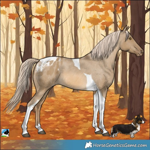 Horse Color:Chocolate Palomino Dun Tobiano Appaloosa