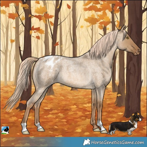 Horse Color:Chocolate Palomino Roan Dun Appaloosa 