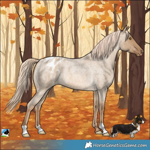 Horse Color:Chocolate Palomino Roan Dun Appaloosa