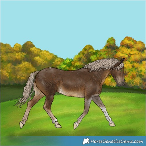 Horse Color:Chocolate Palomino Tobiano 