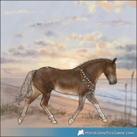 Horse Color:Chocolate Palomino Tobiano 