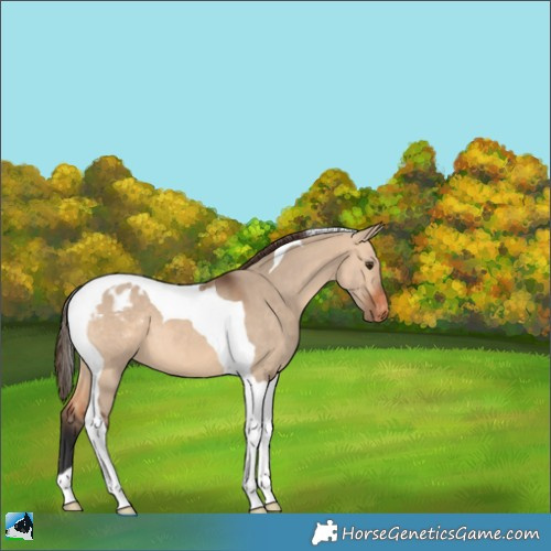 Horse Color:Bay Dun Tobiano Varnish 