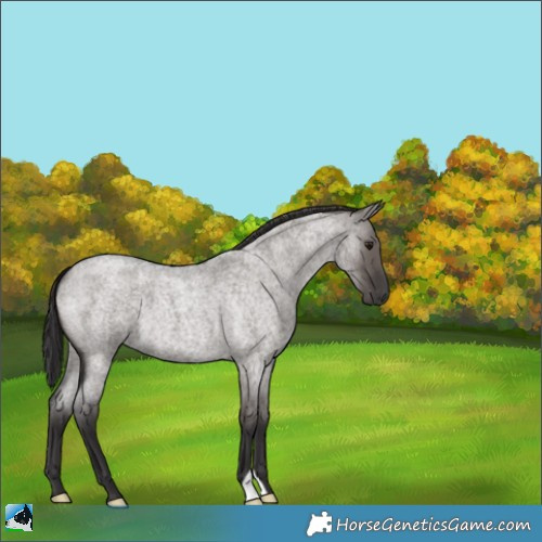 Horse Color:Smoky Grullo Roan 