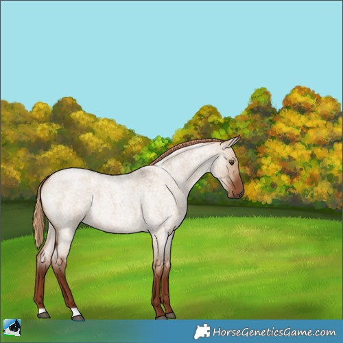 Horse Color:Red Dun Roan 