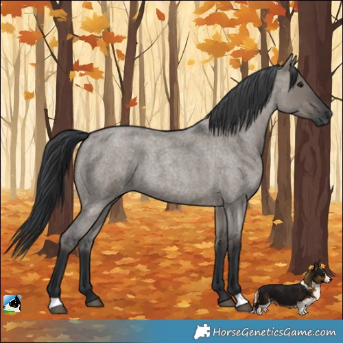 Horse Color:Grullo Roan 